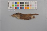 藏品(小鶯)的圖片